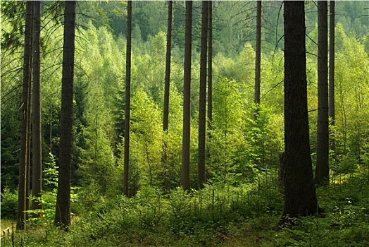 森林,树林