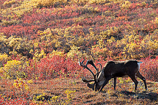 北美驯鹿,驯鹿属,公牛,放牧,秋天,彩色,苔原,德纳里峰国家公园,阿拉斯加