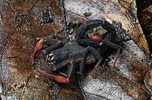 蝎子,国家公园,马来西亚