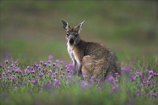 紫花,澳大利亚