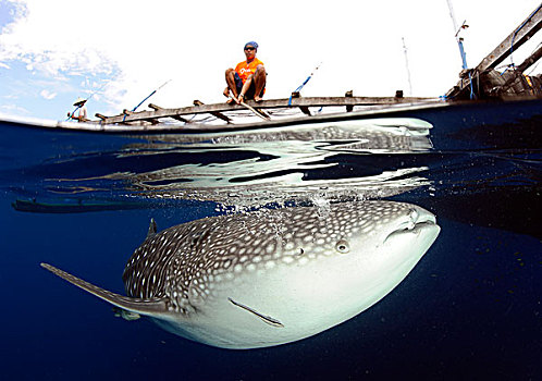 鲸鲨,进食,捕鱼,西巴布亚