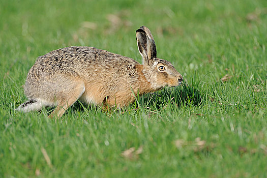 欧洲野兔,特塞尔,岛屿,荷兰,欧洲