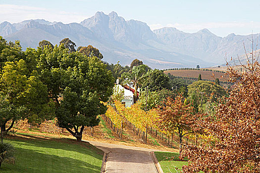 葡萄园,远眺,山,葡萄酒厂,南非