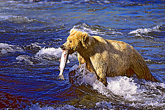 棕熊,红大马哈鱼,沿岸,阿拉斯加