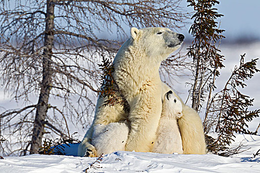 母兽,北极熊,瓦普斯克国家公园,曼尼托巴,加拿大