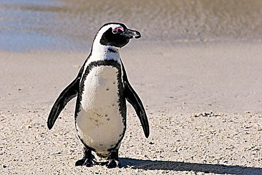 黑脚企鹅,非洲企鹅,成年,海滩,漂石,城镇,西海角,南非,非洲