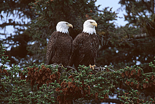 阿拉斯加,冰河湾国家公园,白头鹰,海雕属,雕