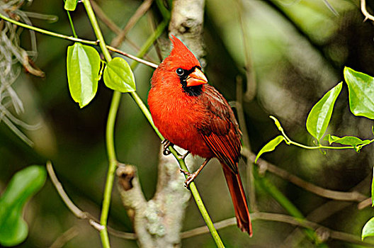 主红雀,雄性,保护区,那不勒斯,佛罗里达,美国