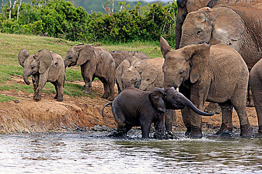 非洲象,牧群,幼兽,水坑,阿多大象国家公园,东开普省,南非,非洲