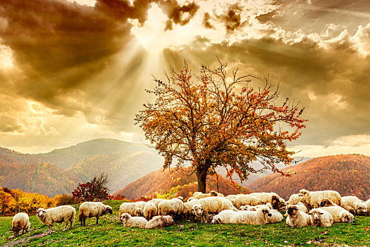 绵羊,树,生动,天空