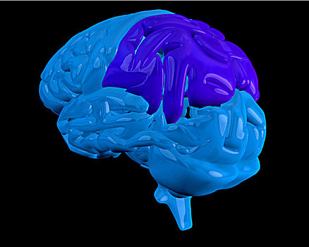蓝色,大脑,突显