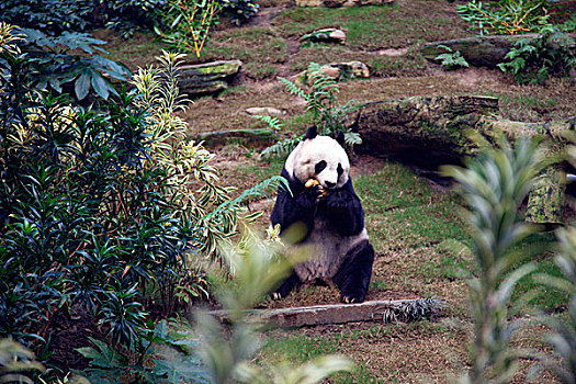 大熊猫,海洋公园,香港