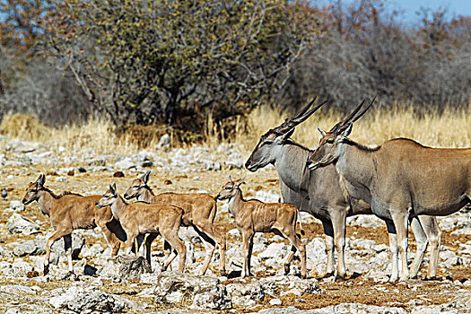 大羚羊,女性,右边,雄性,四个,幼兽,道路,水坑,埃托沙国家公园,纳米比亚,非洲