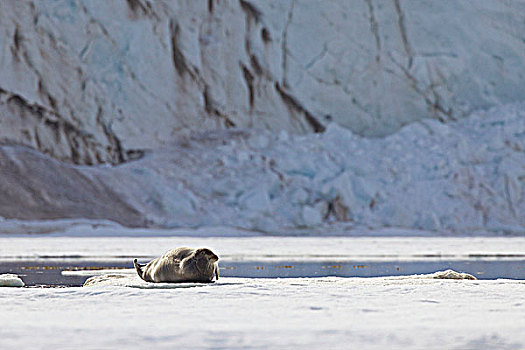 髯海豹,浮冰,斯匹次卑尔根岛,挪威