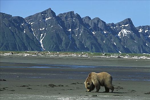 大灰熊,棕熊,幼小,女性,潮汐,卡特麦国家公园,阿拉斯加