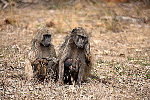 大狒狒,豚尾狒狒,女性,小动物,吸吮,克鲁格国家公园,南非,非洲