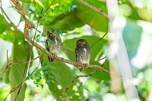 蹲在树枝上等待捕食的斑头鸺鹠鸟