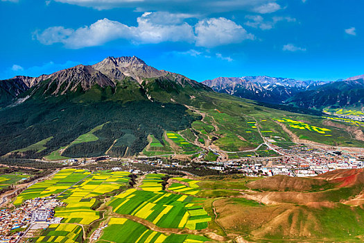 青海省祁连县卓尔山景区牛心山下的油菜花田