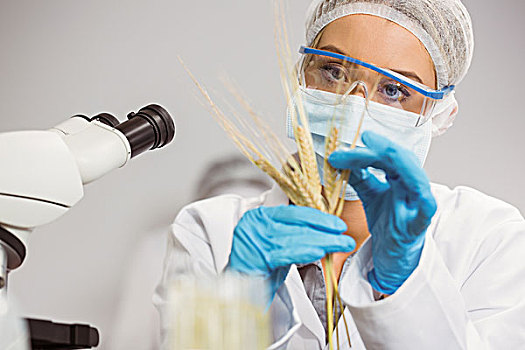 食物,科学家,看,小麦
