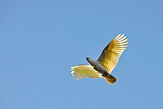 飞,美冠鹦鹉,昆士兰,澳大利亚