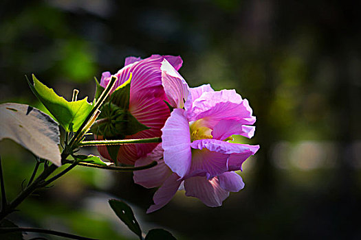 美丽的芙蓉花,木芙蓉,拒霜花,木莲,地芙蓉,华木