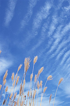 日本,潘帕斯草原,蓝天