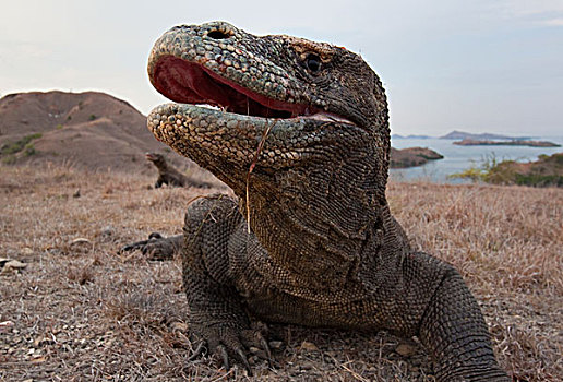 科摩多巨蜥,科摩多龙,林卡岛,科莫多国家公园,印度尼西亚
