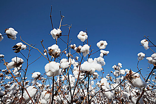棉花,丰收,英格兰,阿肯色州,美国