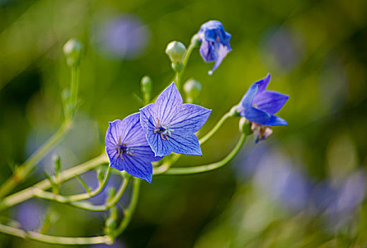 紫花