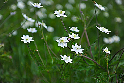 小花