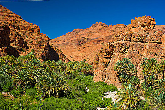 山,风景,棕榈树,树,山谷,南方,摩洛哥,非洲