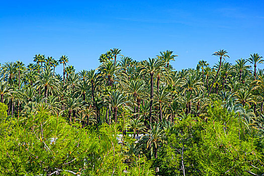 阿利坎特,公园,许多,棕榈树,西班牙