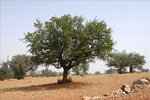 本土动植物,树,西南部,摩洛哥