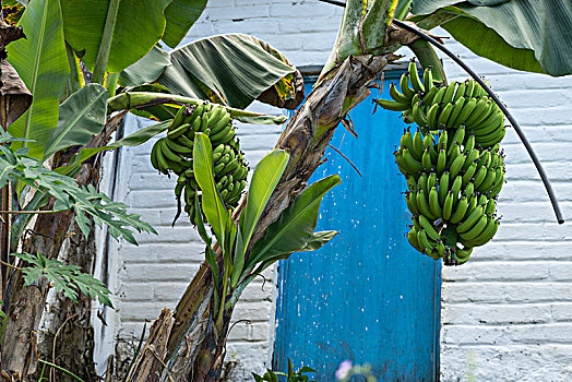 香蕉树,正面,房子,墨西哥