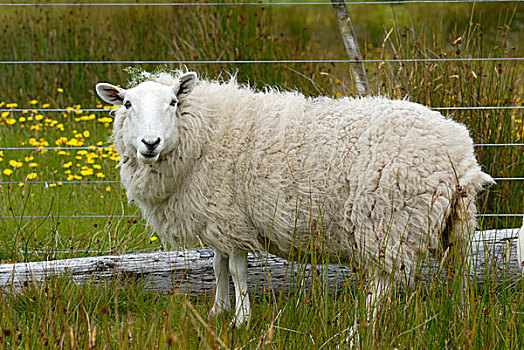 绵羊,毛织品,外套