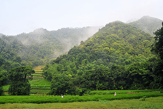 茶田