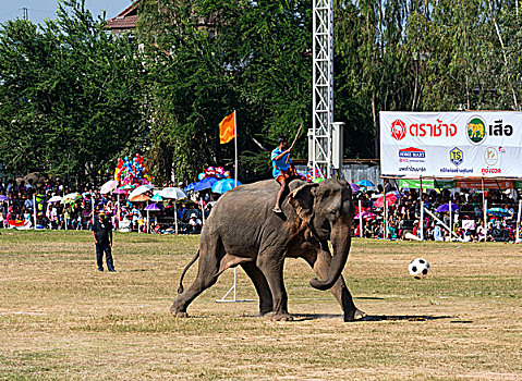 大象,玩,足球,节日,苏林,省,泰国,亚洲