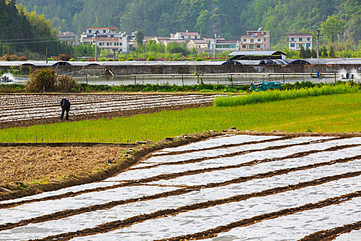 播种,田园,土地