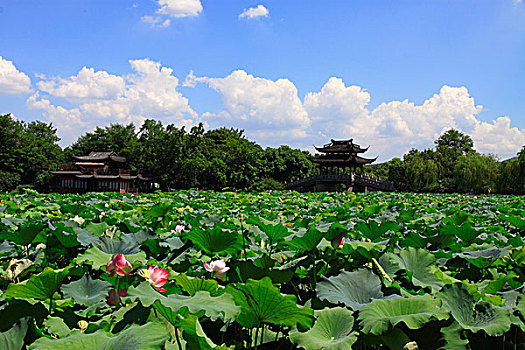 杭州西湖城市风光