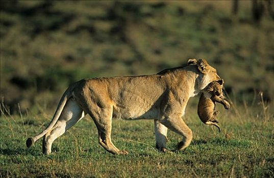 非洲狮,狮子,非洲,雌狮,幼兽,马赛马拉国家保护区,肯尼亚