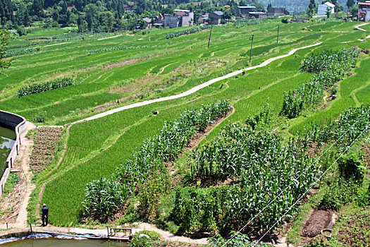 重庆市云阳县外郎乡的农村田园,耕地