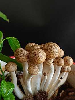 蘑菇,菌菇