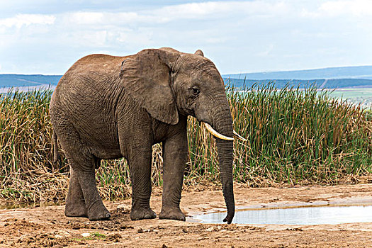 南非,国家公园,海象,水潭