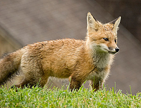 红狐,狐属,草,模糊,建筑背景,魁北克,加拿大