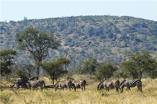 斑马,南非