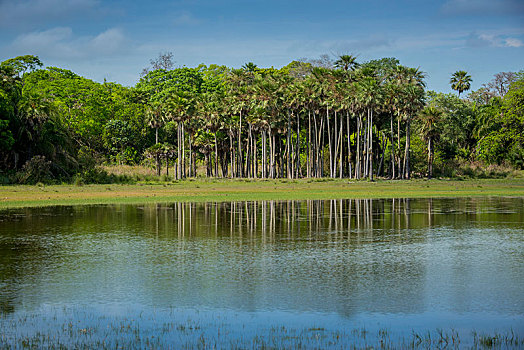 河,风景,棕榈树,里奥内格罗,南方,潘塔纳尔,南马托格罗索州,巴西,南美