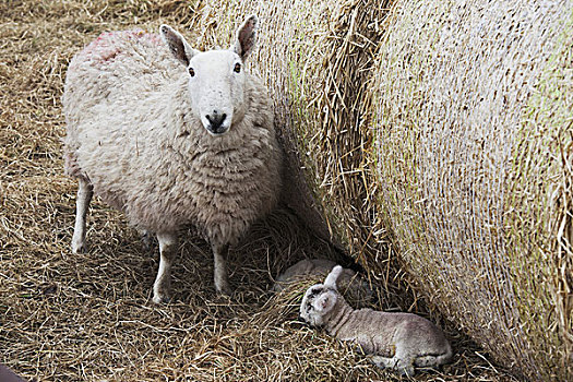 绵羊,羊羔,一起,干草,诺森伯兰郡,英格兰