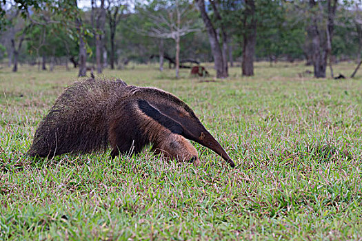 巨型食蚁兽,巴西,南美