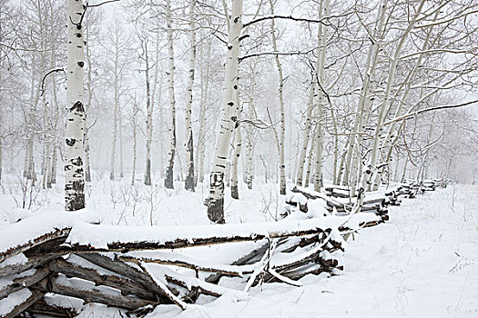 寒冬,雪,地上,树,挤压,栅栏