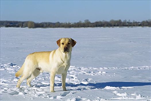 黄色拉布拉多犬,狗,成年,雄性,肖像,站立,雪中